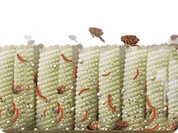 fleas on carpet fiber