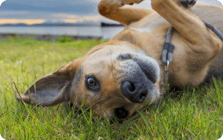 A cute dog lays on its back in the grass