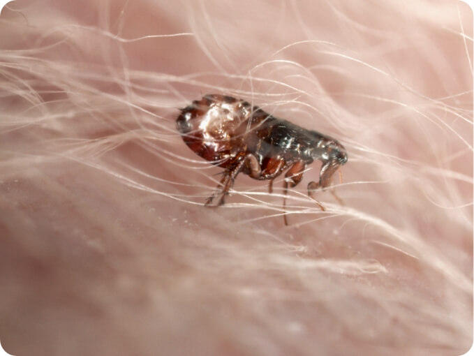 A Flea on Dog Hair | FRONTLINE® Flea and Tick Protection 