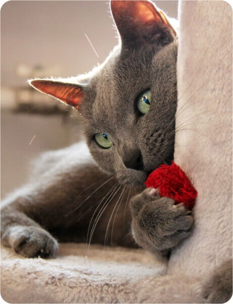 A Cat Lays on a Scratching Post | FRONTLINE® Flea and Tick Protection 