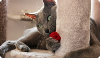 A Cat Lays on a Scratching Post | FRONTLINE® Flea and Tick Protection 