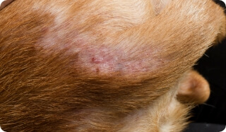 Inflammation on a Dog's Skin | FRONTLINE® Flea and Tick Protection