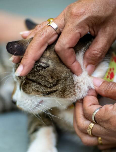 A Cat is Being Inspected for Fleas | FRONTLINE® Flea and Tick Protection 