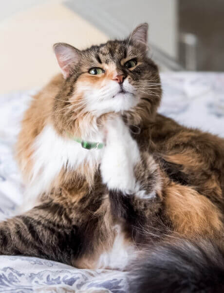 A Cat Scratches Under its Chin | FRONTLINE® Flea and Tick Protection 