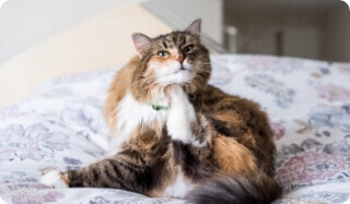 A Cat Scratches Under its Chin | FRONTLINE® Flea and Tick Protection 