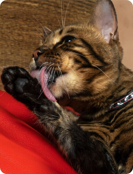 A Cat Licks its Paws | FRONTLINE® Flea and Tick Protection 