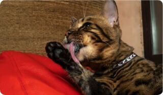 A Cat Licks its Paws | FRONTLINE® Flea and Tick Protection 